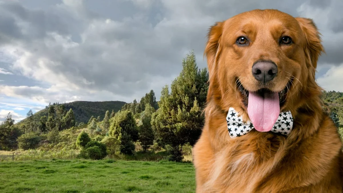 Las mascotas están bienvenidas!❤️🐶 – Foto de O Colmado D'arou