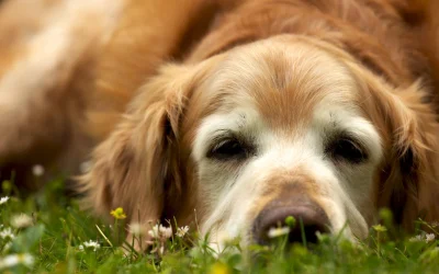 La guía completa para elegir el mejor crematorio para mascotas: opciones, costos y proceso explicado