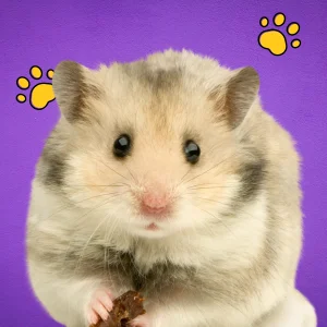 Servicios_funerarios_para_mascotas_Hamster