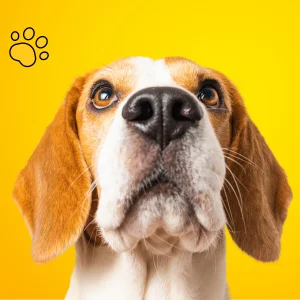 Servicios_funerarios_para_mascotas_beagle