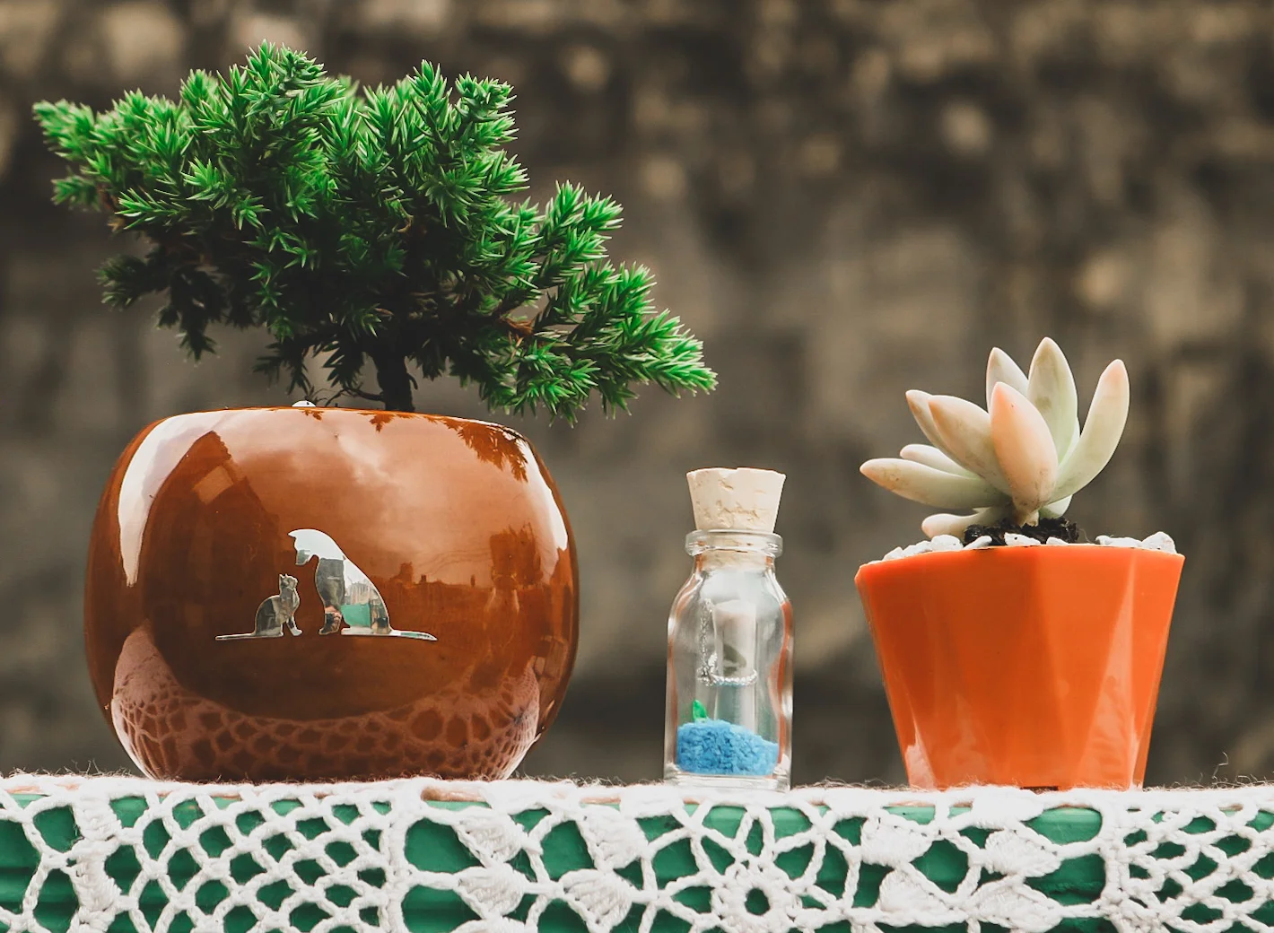 Bonsai y suculenta