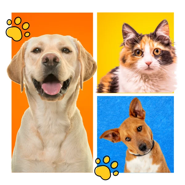 Funeraria_para_mascotas_Huellitas_de_amor_portada_pagina_web