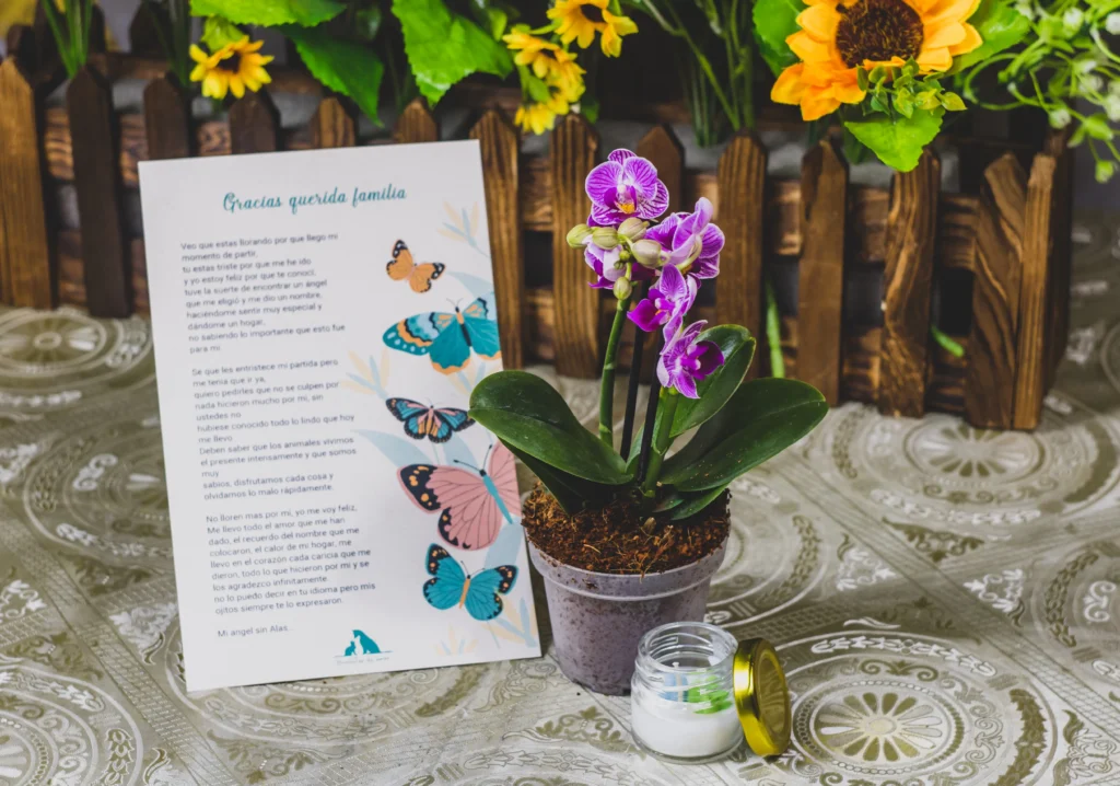 Entierro natural individual de mascotas en Bogotá – Un descanso en paz y armonía