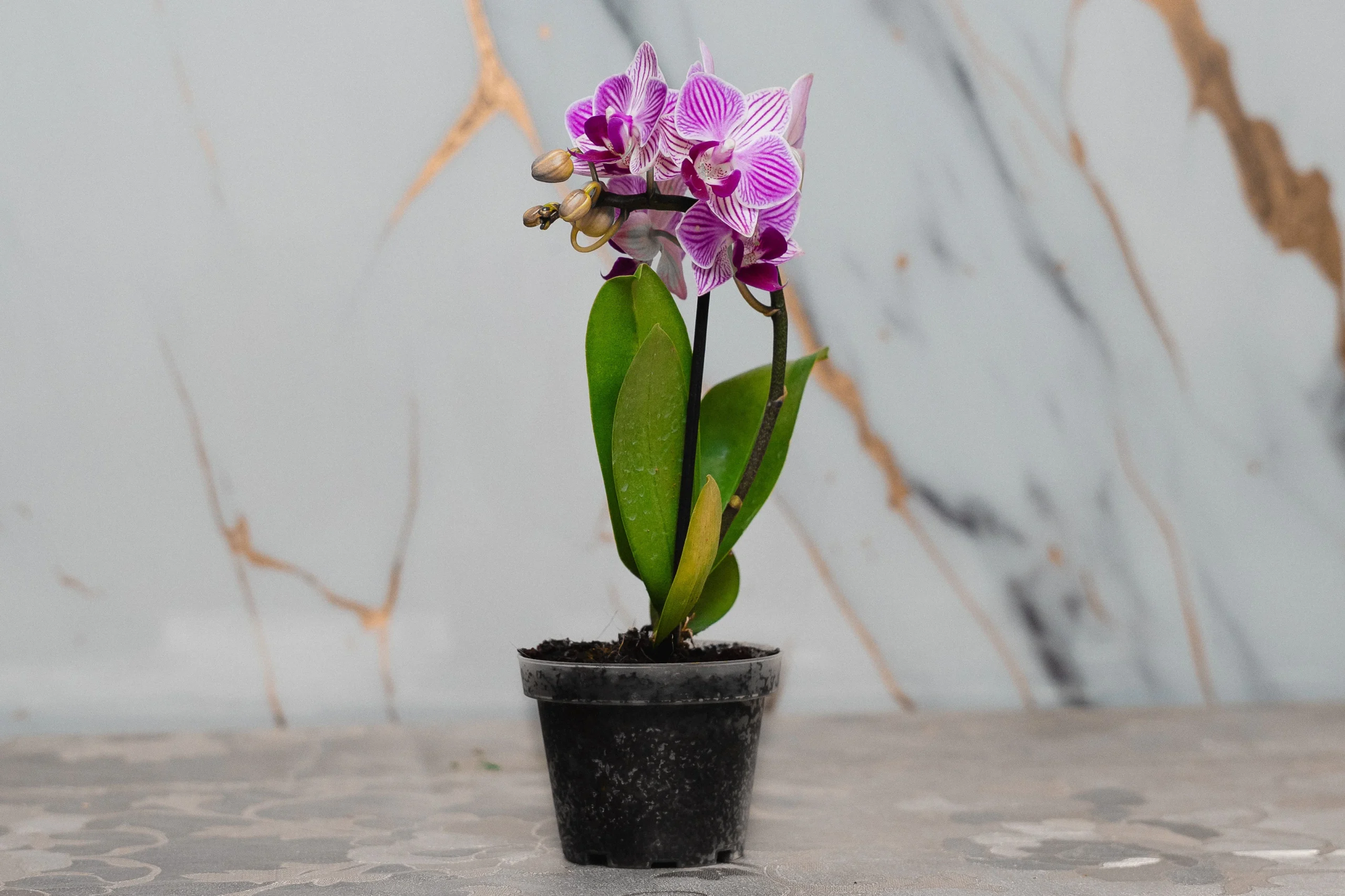 Funeraria Huellitas de Amor – entierro natural y respetuoso para mascotas Servicio de entierro ecológico y digno para mascotas en Huellitas de Amor