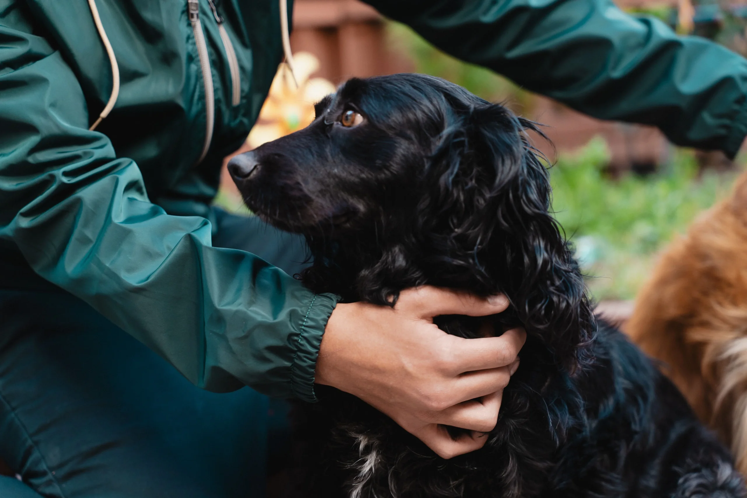 Funeraria para mascotas en Bogota - cremacion grupal - Huellitas de amor - Acompañamiento humano en cada etapa Funeraria para mascotas en Bogota - cremación grupal - Huellitas de amor - Acompañamiento humano en cada etapa