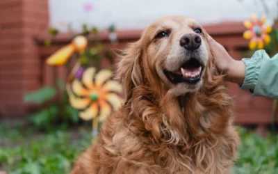 Qué hacer cuando muere mi mascota en casa en Bogota: guía paso a paso