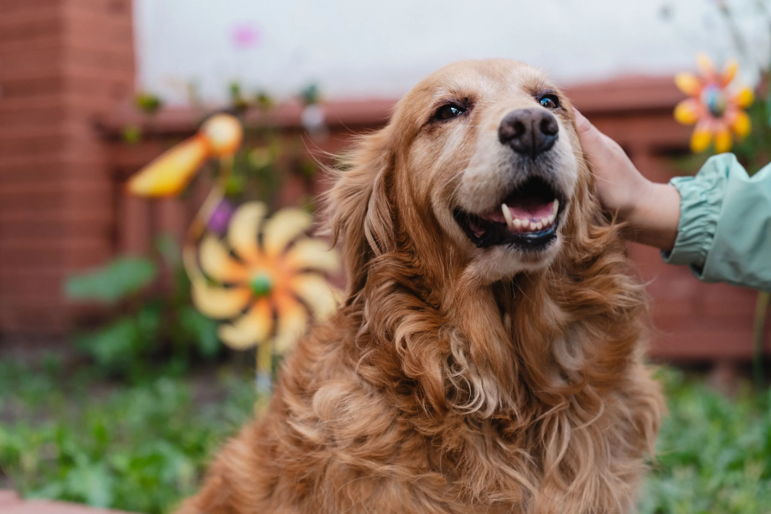 Servicios de cremación y entierro para mascotas en Bogotá – atención 24 7 Servicios de cremación y entierro para mascotas en Bogotá – atención 24 7