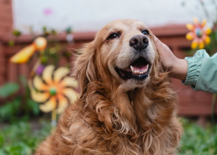 Funeraria para mascotas en Bogota Huellitas de amor Funeraria para mascotas en Bogota Huellitas de amor